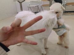 -共舞时光猫咖·狗咖(新街口店)