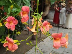 -胡氏古民居建筑