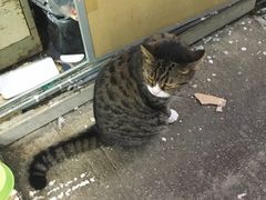 大猫猫-松记糖水店(铜锣湾分店)