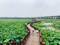 -荷塘月色湿地公园·向阳花洲