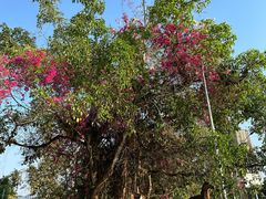 -西双版纳傣族园