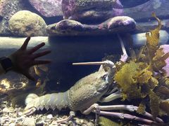 -悉尼海洋生物水族馆