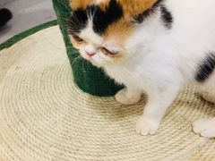 -三花喵·撸猫购宠·宠物生活馆(虹桥南丰城店)
