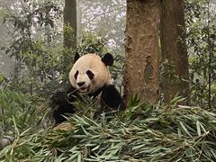 -中国大熊猫保护研究中心雅安碧峰峡基地