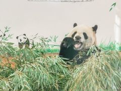 -安吉竹博园