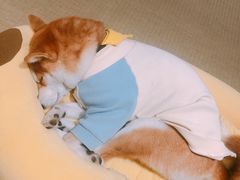 -逗柴咖啡屋·狗咖猫咖宠物桌游