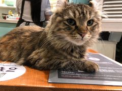 -猫小院猫主题餐厅(三里屯店)