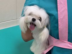 -北京观赏动物医院·24小时大型综合·猫专科·异宠专科