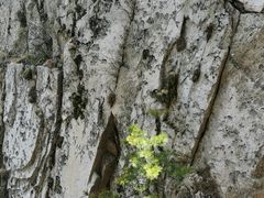 -尧山风景区