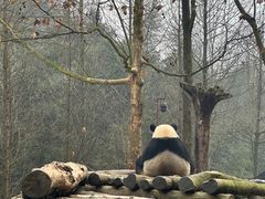 -都江堰中华大熊猫苑