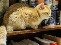 -逗柴咖啡屋·狗咖猫咖宠物桌游