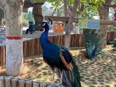 -石家庄市动物园