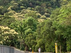 -梧桐山风景名胜区
