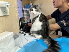 -喜多萌中农锦绣动物医院24H·猫科·牙科MRI·CT