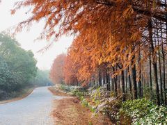 -上海海湾国家森林公园