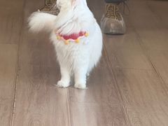 -有猫主题·治愈系猫咖(曾厝垵店)