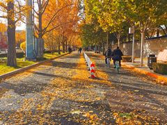 -三里屯东五街银杏大道