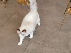 -飞行喵MR PILOT|猫舍·猫咖(静安大融城店)