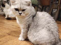 -猫小院猫主题餐厅(三里屯店)