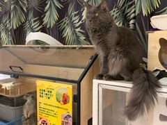 -平行世界·猫咖(首经贸店)