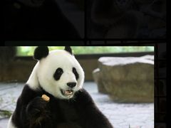 -上海野生动物园
