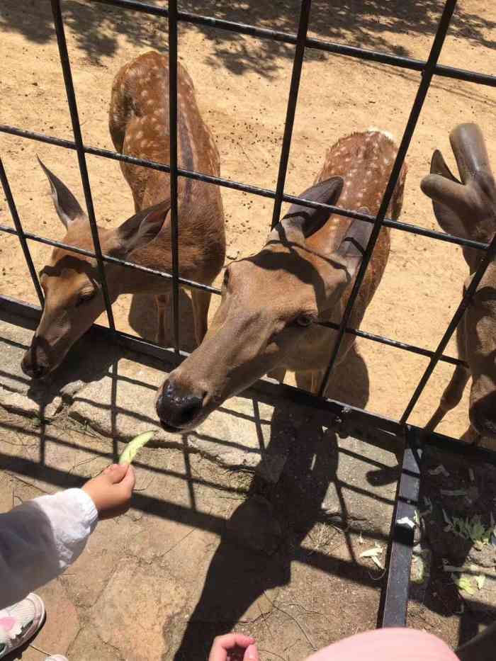 厦门翔安区中非世野野生动物园