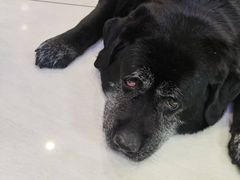 -美联众合动物医院·24h京西诊疗中心