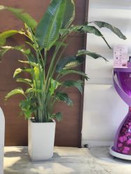 -洁铭新加坡医美