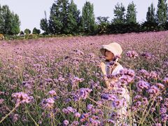 -紫颐香薰山谷景区