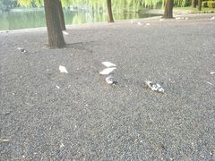 -银树楼(紫玉山庄东区店)