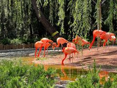 -石家庄市动物园