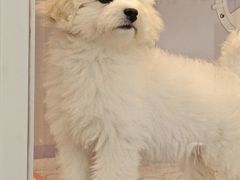 -翊宠yipet猫狗购宠庄园犬舍•猫舍