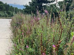 -天津盘山风景名胜区