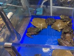 -尚宴牛特鲜自助(太原街万达店)