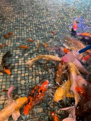 -酷嗒动物文化乐园(cutezoo西溪乐天城店)