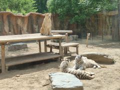 -北京野生动物园