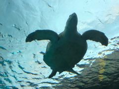 -瑞普利水族馆