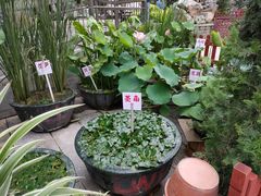 -荔湾湖公园