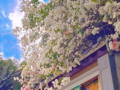 -深圳国际园林花卉博览园