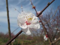 -花开海上生态园