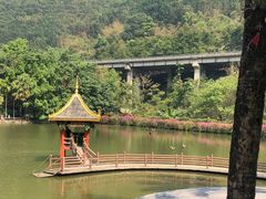 -西双版纳原始森林公园