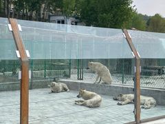 -青藏高原野生动物园