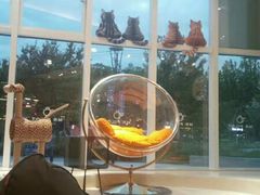 -飞行喵MR PILOT|猫舍·猫咖(静安大融城店)