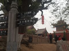 -大槐树寻根祭祖园