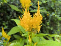 -广西壮族自治区药用植物园