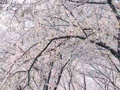 -西北湖绿化广场