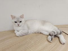 -Umiao与猫咖啡 猫咖