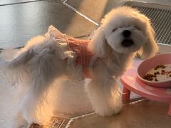 -BABYDOG宝贝狗宠物乐园(欧洲城店)