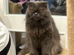 -楼上猫咖(罗湖店)
