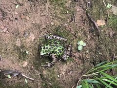 -祁门牯牛降观音堂风景区